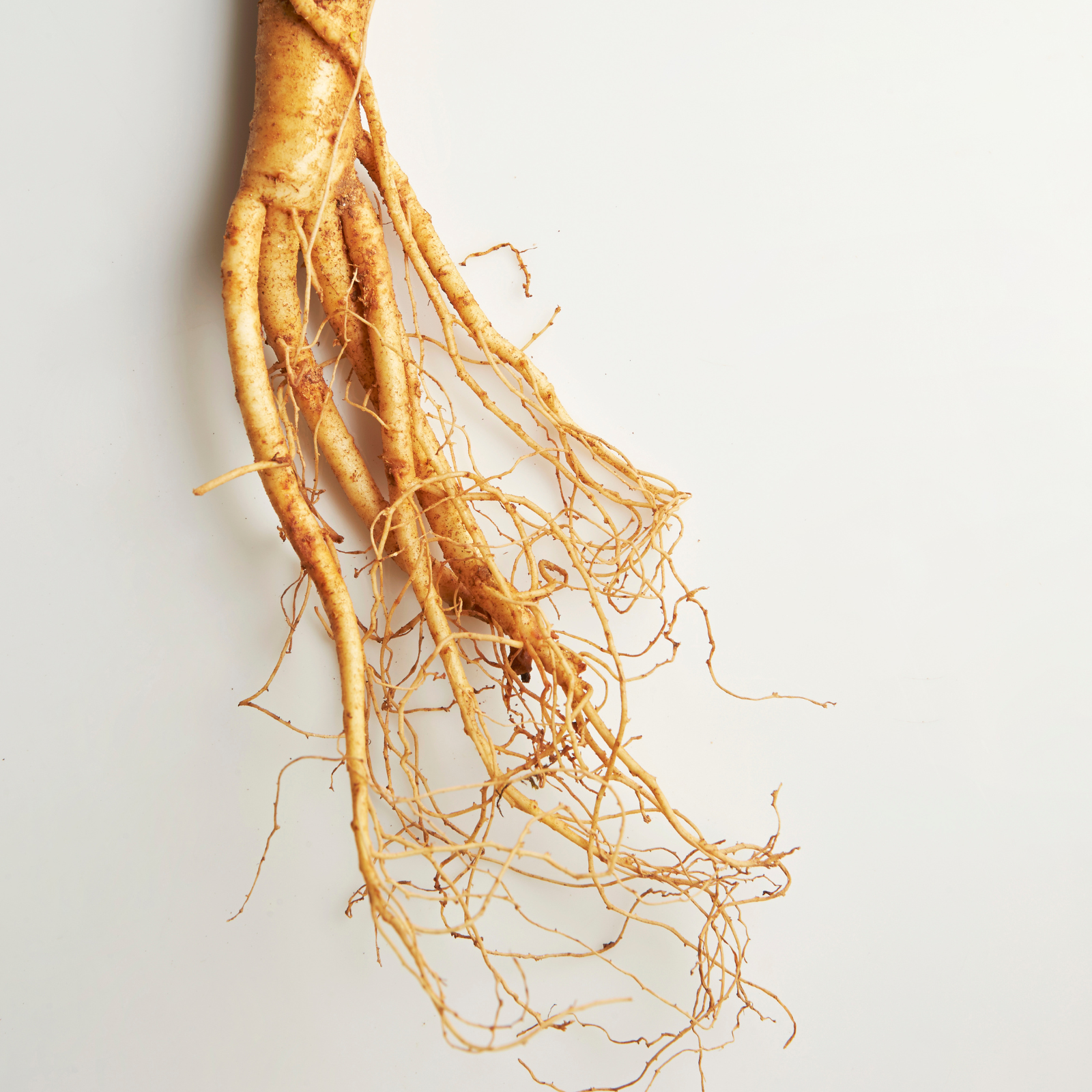 Panax ginseng